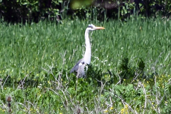 Gray Heron